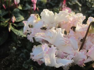 シクラメンの鉢植え　『アイスプリンセス　ピンク』　6号鉢　ｓ18
