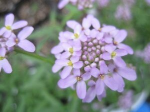 薄紫のイベリス　『マーメイド　ラベンダー』　3.5号ポット　耐寒性宿根草