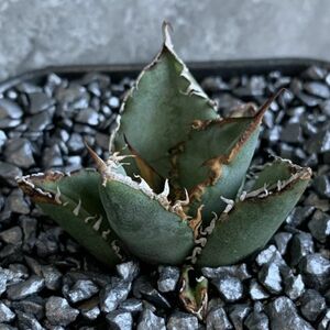 【D816】在庫のこりわずか！！【超希少 チタノタ】極上強棘選抜！ アガベ チタノタ Fo 076 Agave titanota