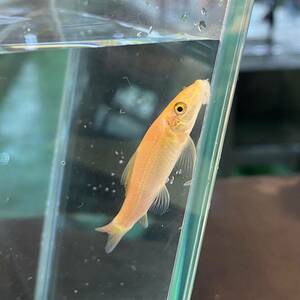 即決　熱帯魚　ゴールデンアルジイーター　5ｃｍ± [414]　3匹