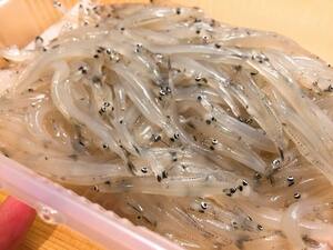 白魚 １p 約180～200g しらうお 唐揚げ 唐揚げ 吸物 卵とじ　青森県産など　３pセット