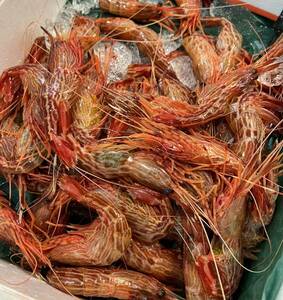 sima shrimp approximately 1kg....morotoge red shrimp sashimi sushi joke material salt .. taste ... attaching pasta 