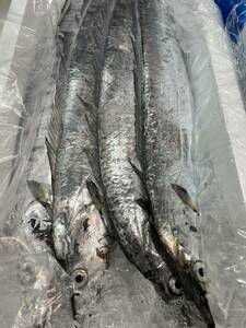 業務用 太刀魚 10尾　 １尾約500~700g 鹿児島産 たちうお タチウオ