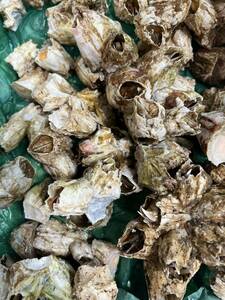 Редкий натуральный фузал Afiness Shellfish 3 кг префектура Aomori Специальный продукт, на пару на пару грязно -яки