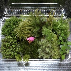 天然苔　こけ　植物詰め合わせ！オオシラガゴケ　ホソバオキナゴケ　タマゴケ等 pk