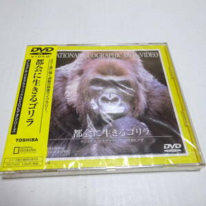 未開封DVD「都会に生きるゴリラ」ナショナル・ジオグラフィック/動物園/飼育方法