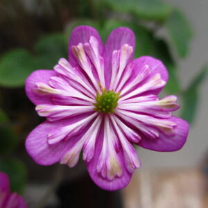 雪割草　銘品　鈴風　二段　3芽