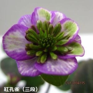 雪割草　銘品　紅孔雀　三段　2芽