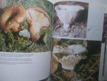 洋書 キノコ本 Color Treasury of Mushrooms & Toadstools How to Find and Identify Them きのこ図鑑/菌類/植物画 マッシュルーム_画像3