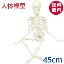 勉強に最適♪ 人体模型　45cm 1/4サイズ 骨格標本 骨模型 医学教材　②_画像1