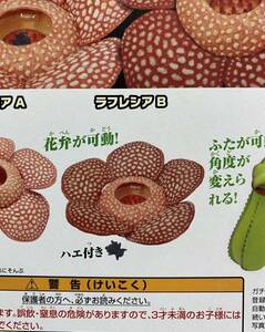 ★ミニチュアフィギュア★巨大花と食虫植物　ガチャガチャ　ラフレシアB