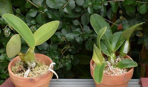 洋蘭カトレア原種 c.walkeriana 実生株　2鉢セット