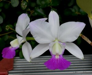 洋蘭カトレア原種 c.walkeriana perola 花付