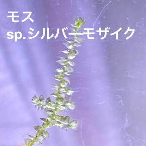 モス　sp.シルバーモザイク　3cm×3本セット