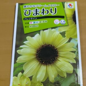 ひまわり　種　バレンタイン　タキイ　爽やかなクリームイエロー　50粒以上　b