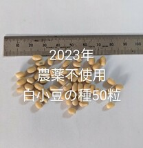 農薬不使用白小豆の種50粒_画像2