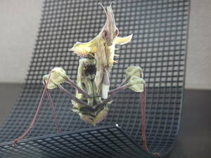 ニセハナマオウカマキリ成虫　♀単品　約１００ミリ/Idolomantis diabolica