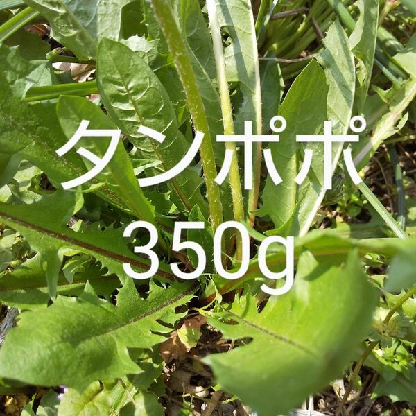 たんぽぽ　約350g 新鮮　農薬不使用