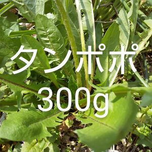 たんぽぽ　約300g 新鮮　農薬不使用