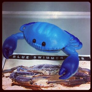 FIG-ken1894 ＹＯＷiＥ ヤウイ 1-34 Blue Swimmer Crab