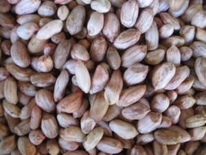 生落花生４00ｇ手むき薄皮つきピーナッツ完全無農薬の茨城県産アンチエイジング老化防止・生活習慣病予防/農薬処理した種子は使いません