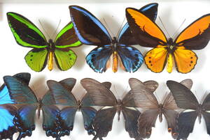 蝶標本です　トリバネアゲハ/アオメガネ/アカメガネ/メガネ他。