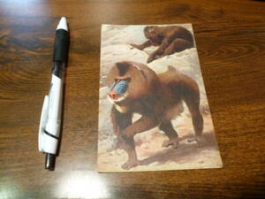 絵はがき マンドリル 子供の科学社編 哺乳類 狒々 マントヒヒ 動物 猿 西アフリカ