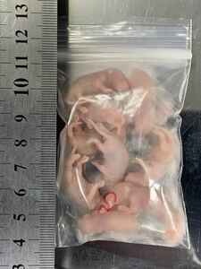 Ω国産冷凍マウス、ピンクS10匹（1.5g前後）ΩピンクマウスS