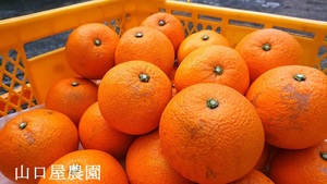 紅八朔　因島産　箱込10kg　Sサイズ 【農薬：栽培期間中不使用】 防腐剤無　農家直送　訳あり　山口屋農園　☆送料無料☆