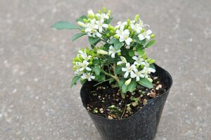 ★TO★珍種 実生数ヶ月で開花 結実もする 超矮性ゲッキツ　Murraya paniculata'Super Dwarf'　シルクジャスミン　3号ポット苗　60サイズ