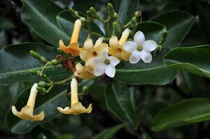 ★TO★挿し木苗★ハワイアンフラワー プアケニケニ Fagraea berteroana　10セントの花　3.5号ポット苗　現品　観葉植物　100サイズ