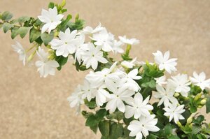 ★TO★もの凄く花付きが良くて清楚な花のジャスミン　花美人　Jasminum 'Hanabijin'　花は良い香り　矮性種　3号ポット苗　60サイズ