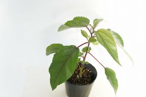 ★TO★ハワイのお茶の木　ママキ　Pipturus albidus　ピプトゥルス・アルビドゥス　有用植物　観葉植物　3.5号ポット苗　現品　80サイズ