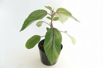 ★TO★ハワイのお茶の木　ママキ　Pipturus albidus　ピプトゥルス・アルビドゥス　有用植物　観葉植物　3.5号ポット苗　現品　80サイズ_画像6