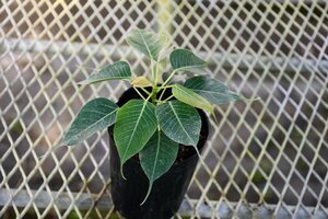 240116☆AO☆珍種　インドボダイジュの矮性品種 Ficus religiosa 'Compacta' 60サイズ