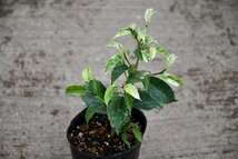 240178☆AO☆ゴムの木の仲間　新しい品種　フィクス'ソルト & ペッパー'　Ficus 'Salt & Pepper'　60サイズ_画像1