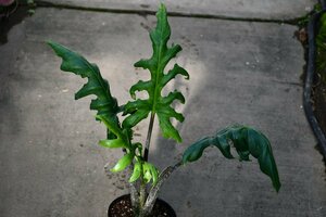 2401112☆AO☆葉形がユニーク　アロカシア・ブランキフォリア Alocasia brancifolia 100サイズ