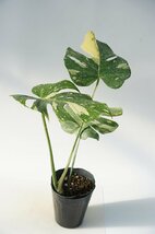 ★TO★斑入りモンステラ・デリシオサ　デリシオーサ　Monstera deliciosa 'Variegata'　4.5号ポット苗　現品　観葉植物　100サイズ_画像3