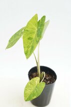 ★TO★コロカシアの新品種 ライム・バリエガータ　Colocasia esculenta ‘Lime Variegata' 観葉植物　アロイド　3号ポット苗　80サイズ_画像6