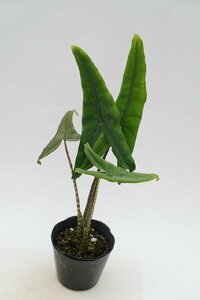 ★TO★希少★アロカシア・ゼブリナの細葉の品種　Alocasia zebrina 'Tigrina Superba'　観葉植物　アロイド　4号ポット苗　現品　100サイズ