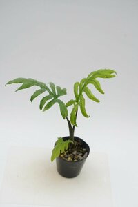 ★TO★大きく切れ込む葉が特徴的　Alocasia brancifolia　アロカシア・ブランキフォリア　アロイド　観葉植物　4号苗　現品　100サイズ