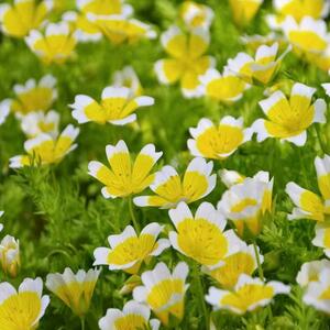 【花の種】５０粒　リムナンテス　ポーチドエッグフラワー ４種郵便にて発送　黄色くて可愛い花