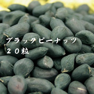 ＜野菜の種＞２０粒　ブラックピーナッツ　黒落花生　ラッカセイ らっかせいのたね　４種郵便にて発送