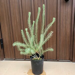 カロタムス　ダスティグレー　鉢植え　苗　レア　希少　オーストラリア原産 苗木 現品 植木