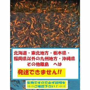 新小赤　200匹　小赤　当歳　餌金　金魚　金魚すくい　エサ金