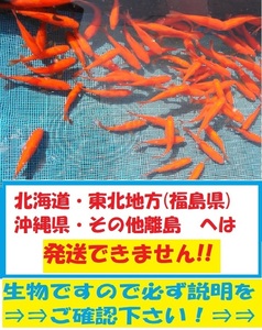 大姉　50匹　大姉金　金魚　餌金　エサ金　オオアネ