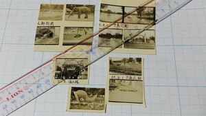  Mini old photograph 2.5x3.5cm Hokkaido Sapporo . small . jpy mountain zoo elephant middle island park large through park 1960 year front half monochrome private photographing long time period home storage rare Junk 