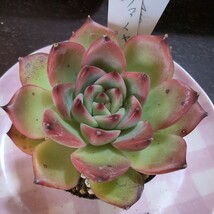 多肉植物ヤ即３ エケベリア　ファイヤーピラー　351_画像7