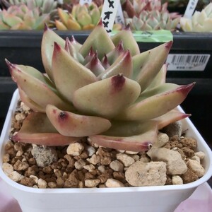 多肉植物　６　エケベリア　ロメオ×ギルティ　317 