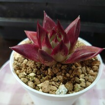 多肉植物　６ エケベリア　レッドエボニース−パ−クロ−ン　467 _画像6